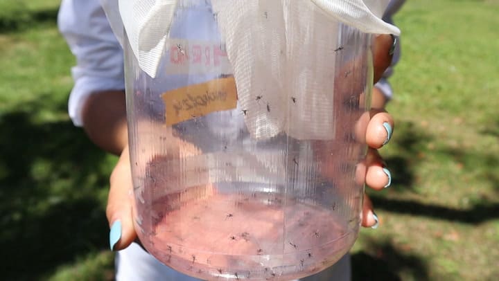 Video Liberación De Mosquitos