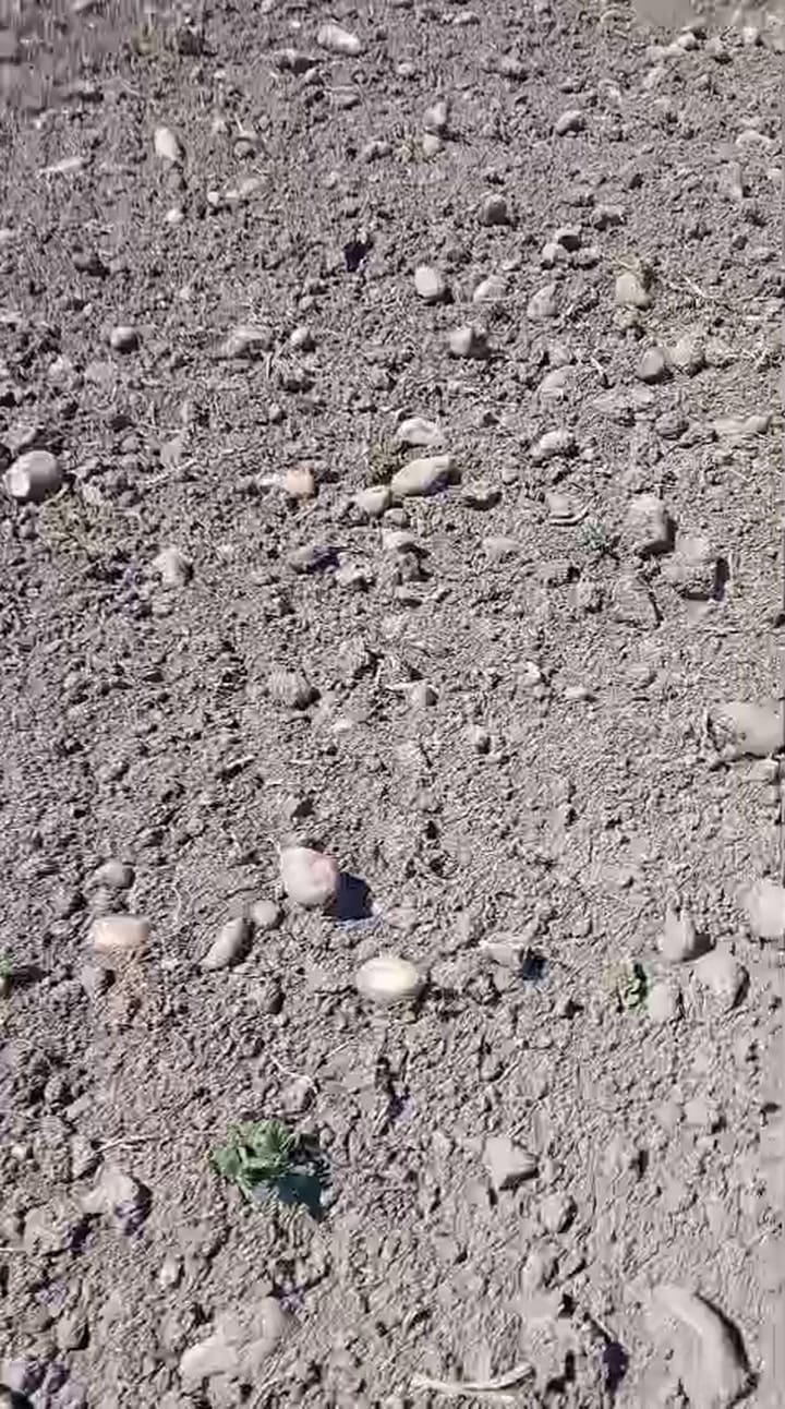 Así está la papa tirada en el campo