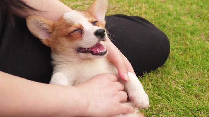 ¿Cómo Saber Si Mi Perro Me Considera Su Madre?