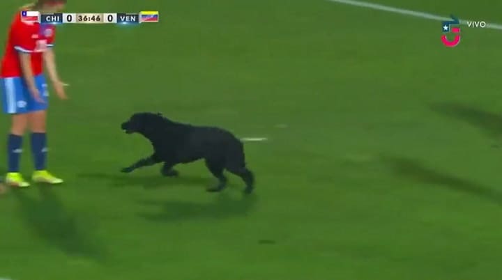 El emotivo momento en el que un perro interrumpió un partido para pedir caricias