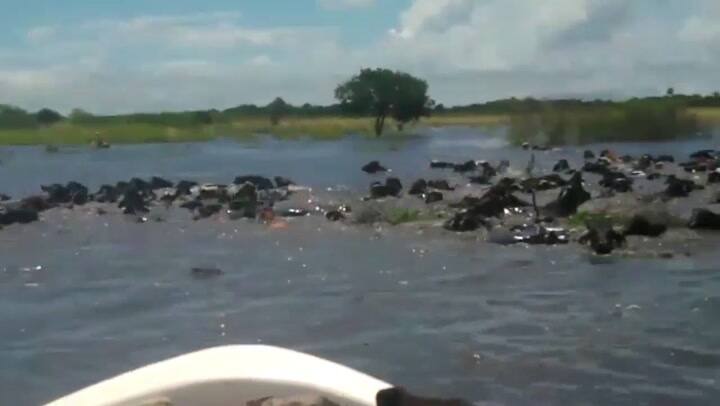 Así se llevan vacas por el medio del agua