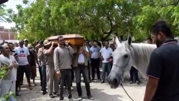 La conmovedora despedida de un caballo a su jinete - Fuente: YouTube