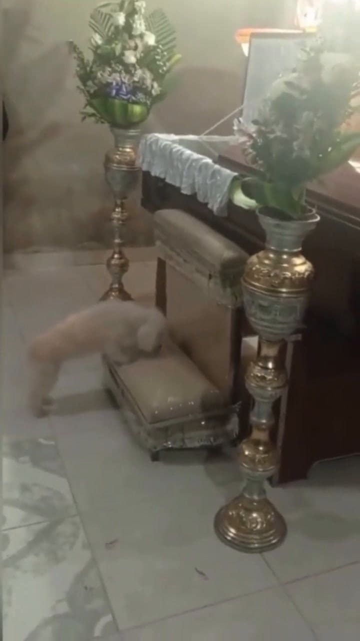 Un perro se volvió viral al saltar al ataúd de su dueño