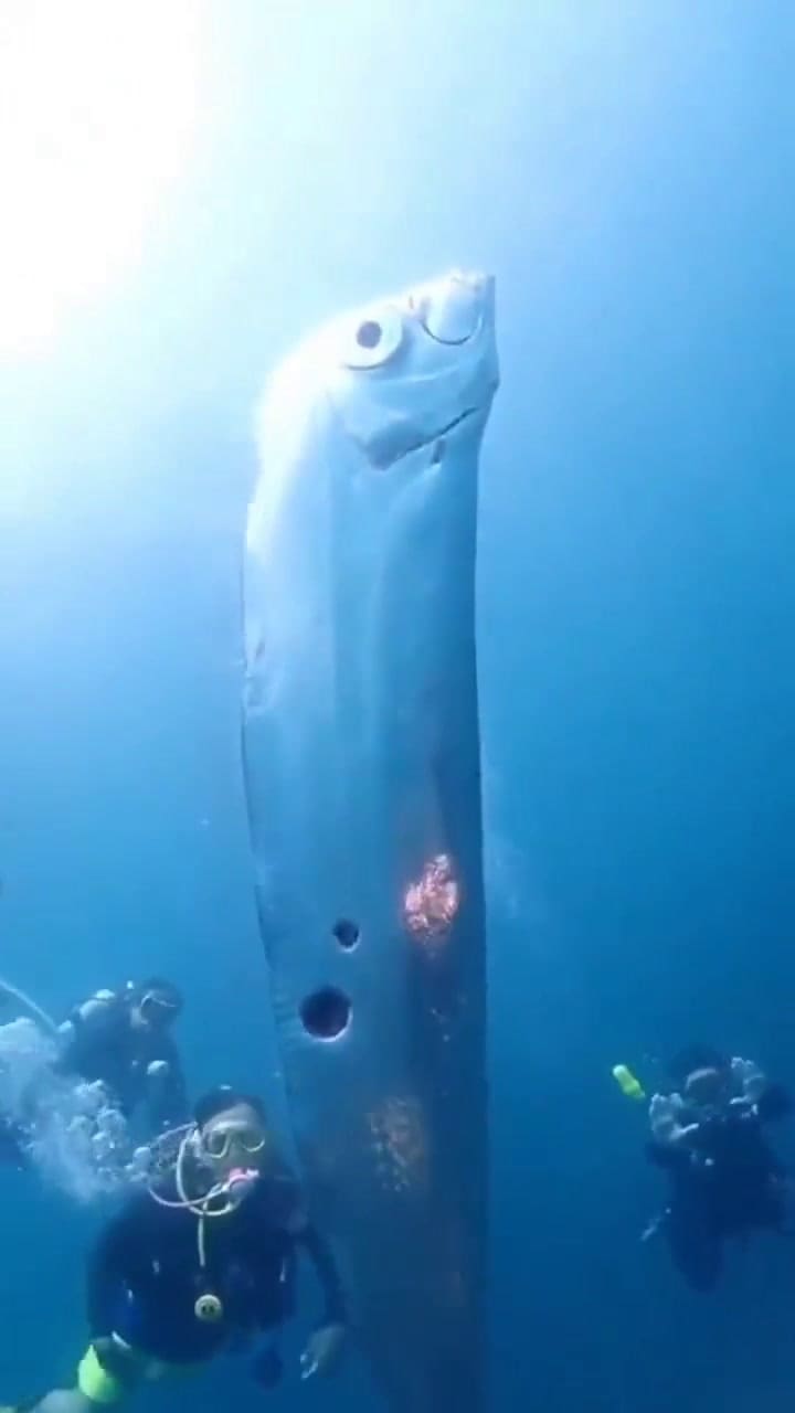 Capturó el pez que anuncia desastres naturales