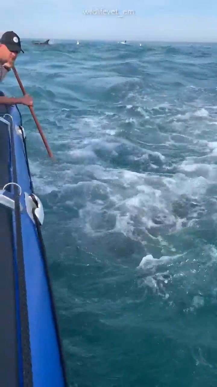 Un tiburón atacó una embarcación en Sudáfrica y puso en peligro a los pasajeros de la lancha