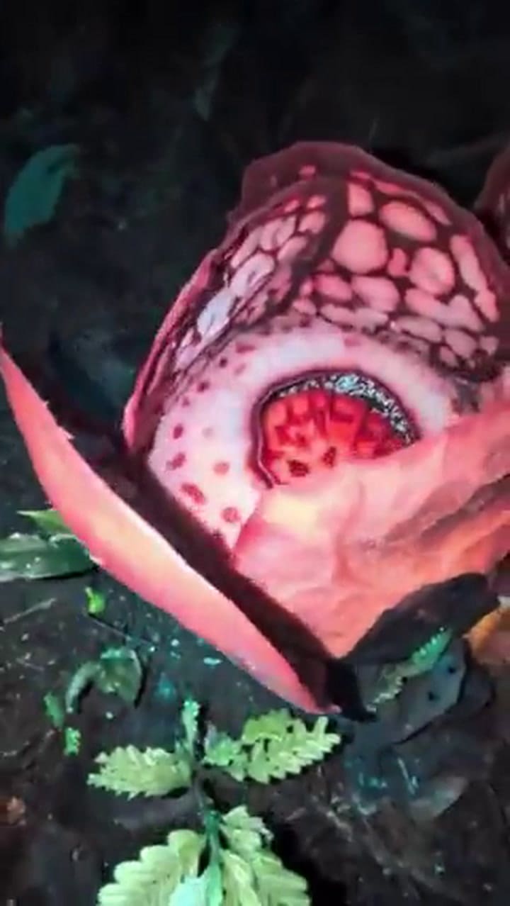 Rafflesia hasseltii, la flor más extraña del mundo