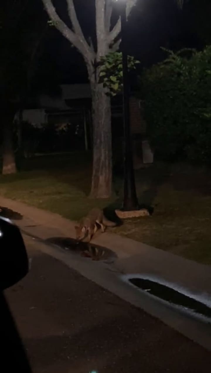 Zorros en Pilar del Este