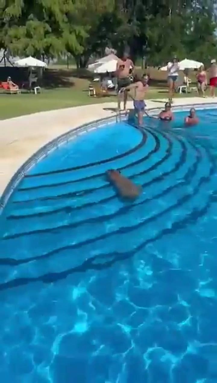 Un carpincho se metió en la pileta del Club Náutico de San Isidro