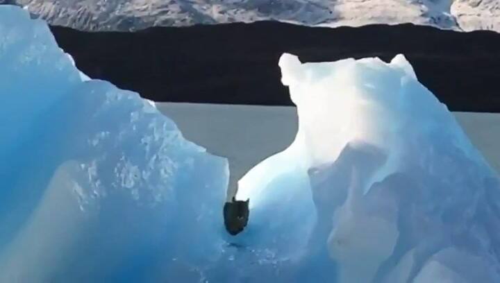 Puma avistado sobre un témpano en el Parque Nacional Los Glaciares