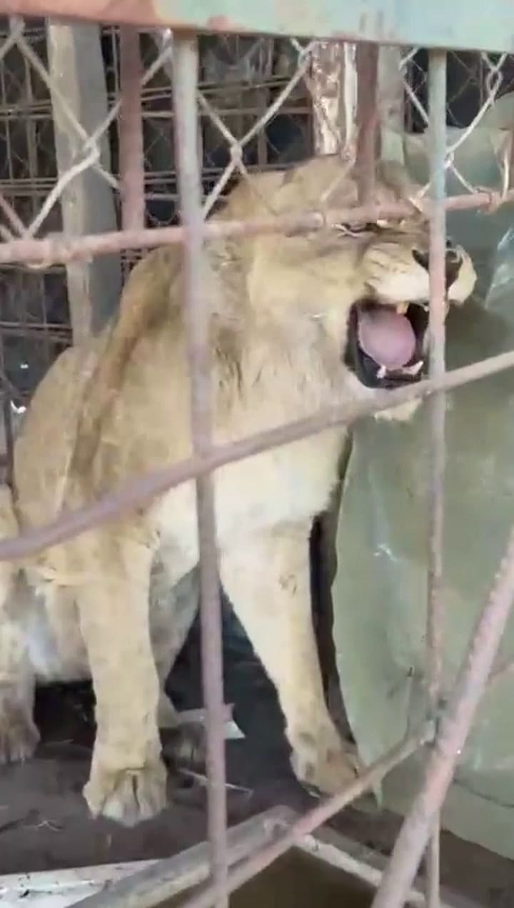 Traslado de una leona del exzoológico de Daireax al Ecoparque de América