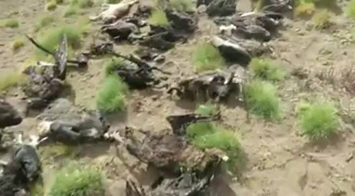 Hallaron 34 cóndores muertos en Mendoza