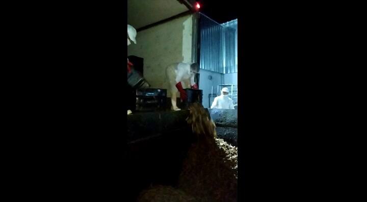 Por el piquete, las empresas tuvieron que tirar 500.000 kilos de langostino fresco