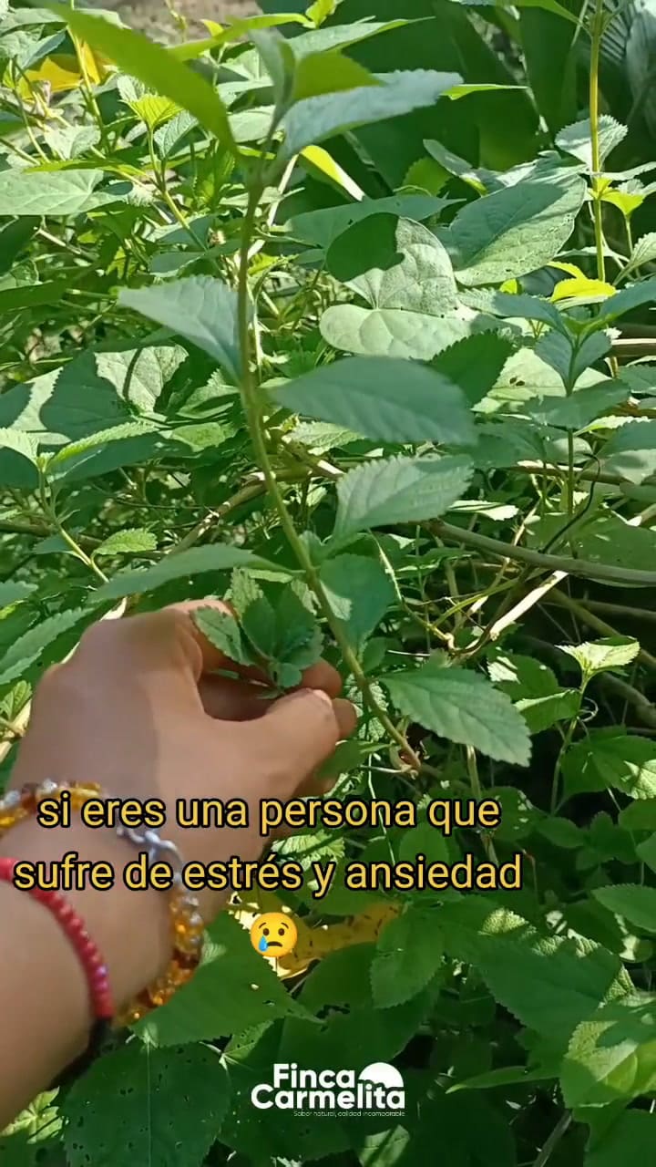 La menta y sus múltiples beneficios