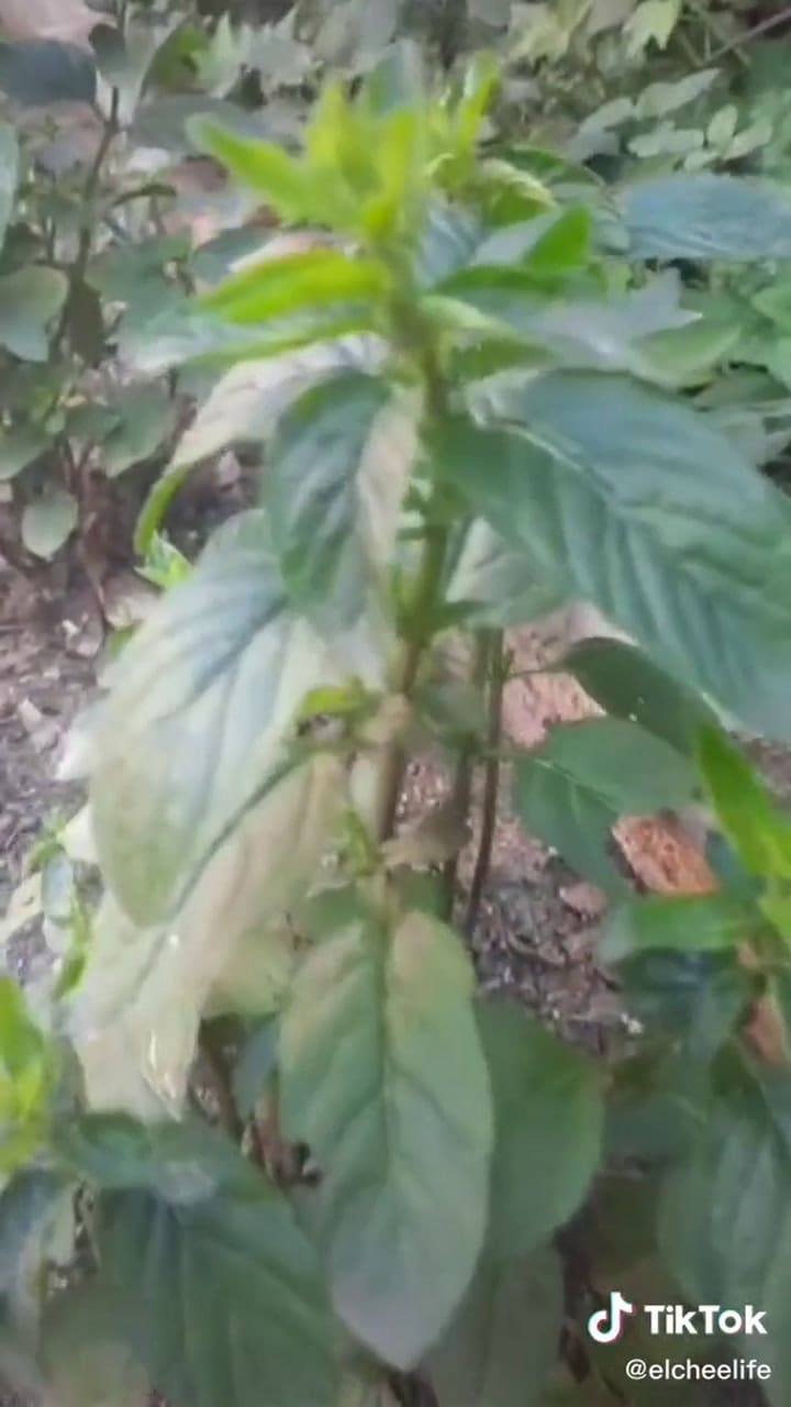 Los beneficios de la menta