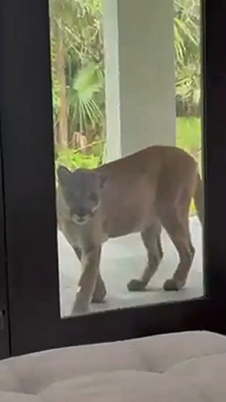 Una nueva residente en Naples, Florida, encuentra una pantera en su puerta