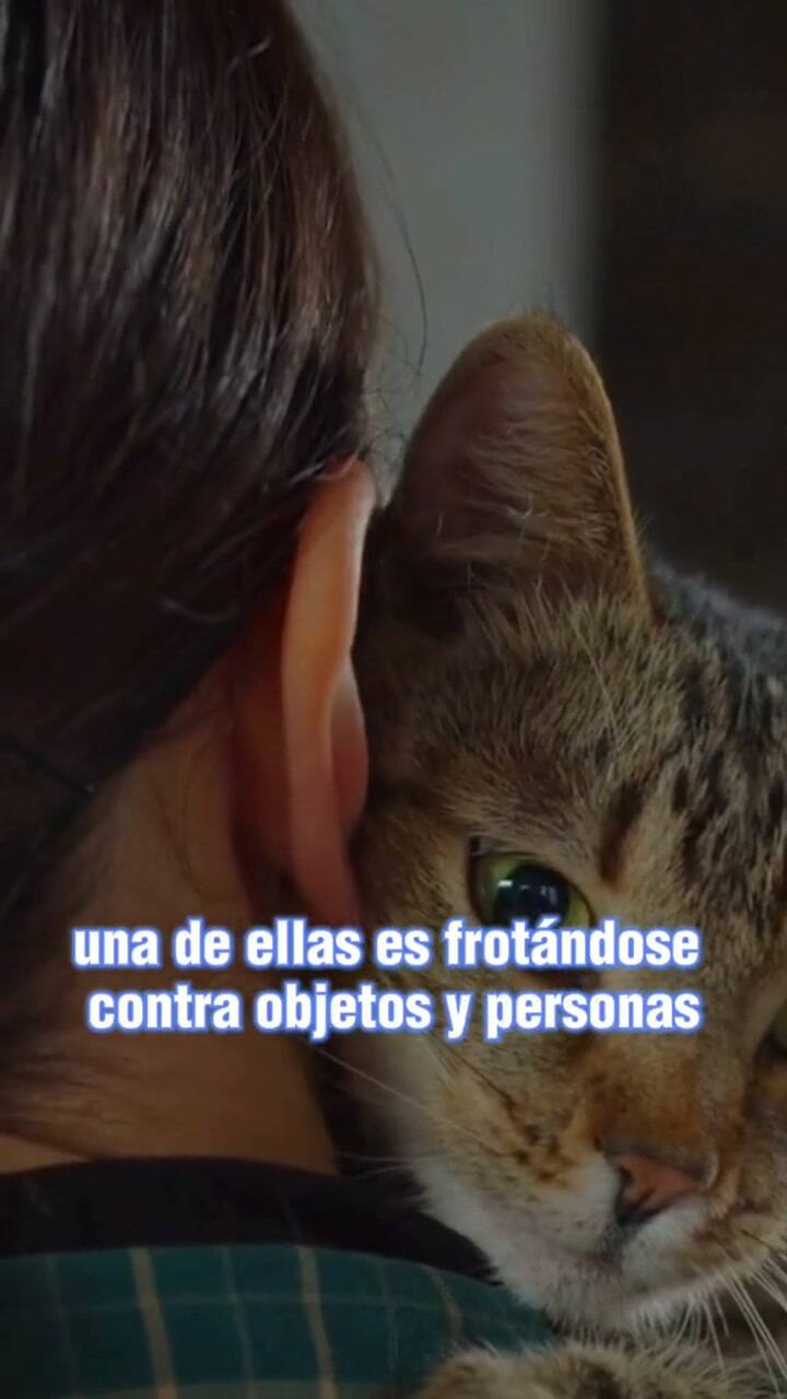 Por Que Mi Gato Se Frota En Las Piernas De Algunas Personas Son Varias Las Razones Por Las Que Tu Gato Se Frota En Algunas Personas Y Objetos, Desde Demostracione