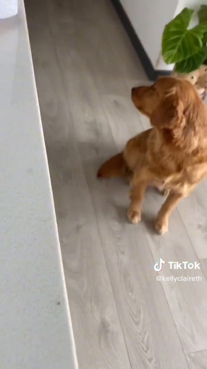 Estas son algunas de las verduras que tus perros pueden comer