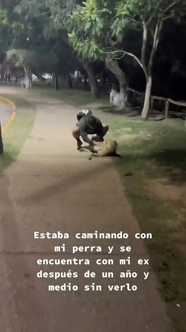Se reencontró con su expareja mientras paseaba a su perra y la reacción del animal la sorprendió