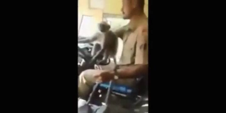 Un mono manejó un colectivo durante más de 10 minutos - Fuente: YouTube
