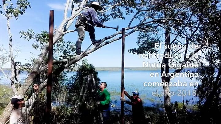 Nacieron cachorros de nutria gigante en el Parque Iberá