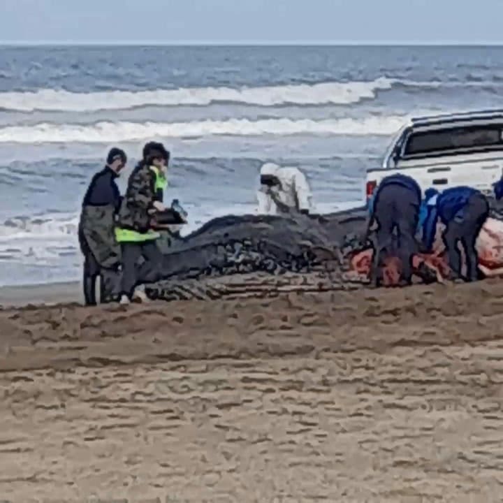 Encontraron muerta a una ballena jorobada en Valeria del Mar