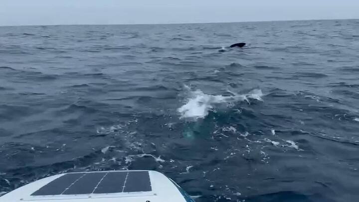 This Footage Is Wild! •Tom Has Backed Up His Voice Note This Morning With Some Of The Most Amazing Footage We've Ever Seen From An Ocean Rowing Boat! •Yesterday He Found Himself Surrounded By A School Of What