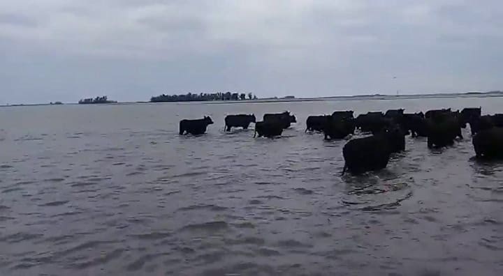 Un video sobre campos anegados en General Guido