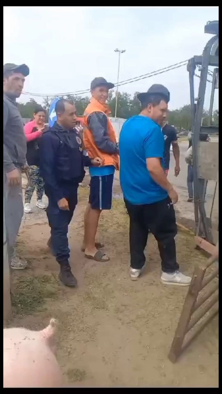 Cerdos Jesús María