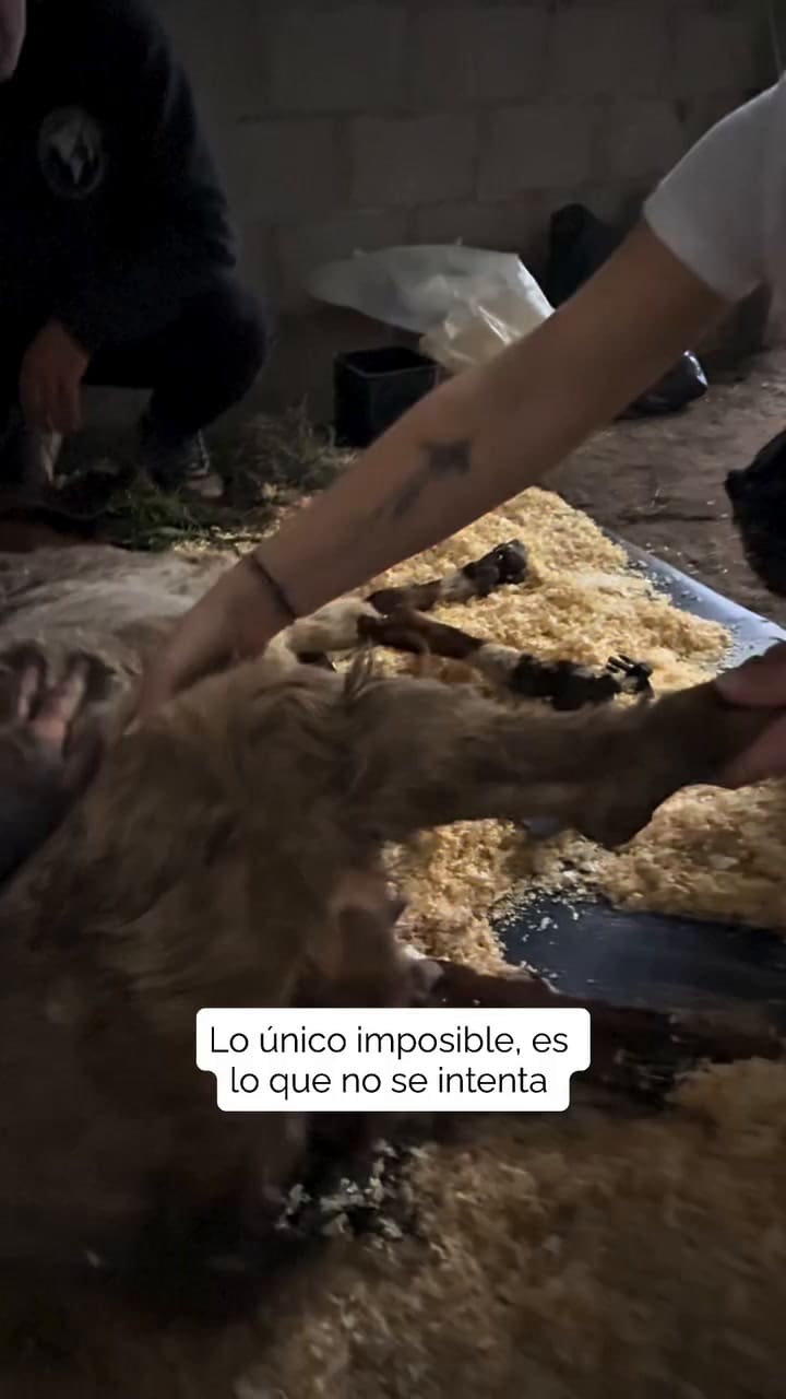 La cabra Renata encara su recuperación luego de ser rescatada de las inundaciones en Tucumán