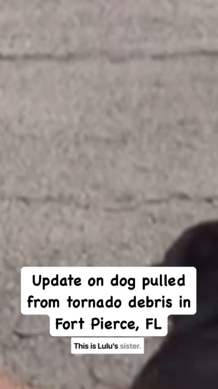 La reportera compartió la historia de Benji en sus historias de Instagram