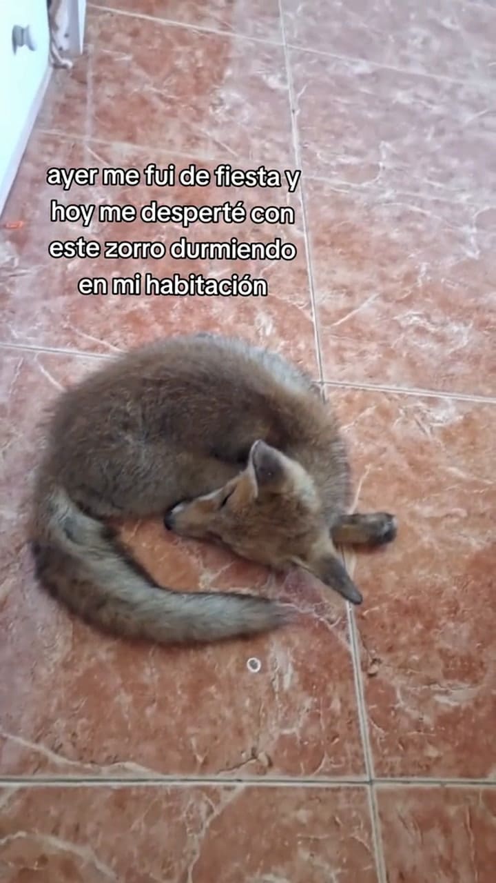 2 se despertó con un zorro en la habitación