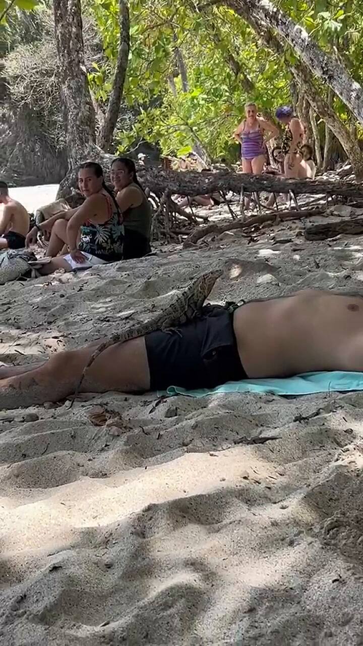 Una iguana se subió encima de un turista que dormía en una playa de Costa Rica