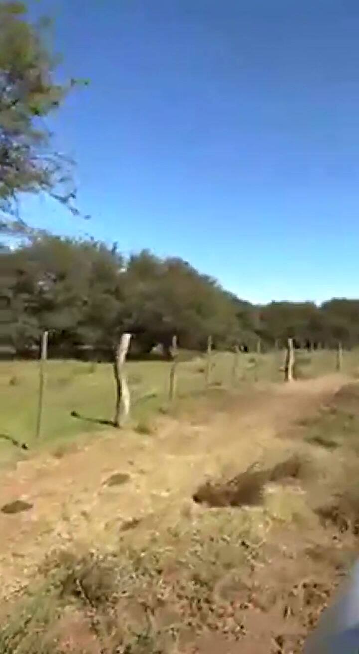 Impactante: cayó un rayo en un campo de La Pampa y mató a 21 vaquillonas