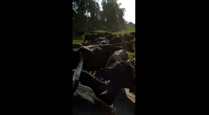 Le dan bananas a las vacas por que no las pueden vender