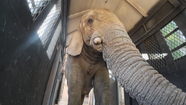 La elefanta que se fue de Buenos Aires y llegó al santuario del Mato Grosso
