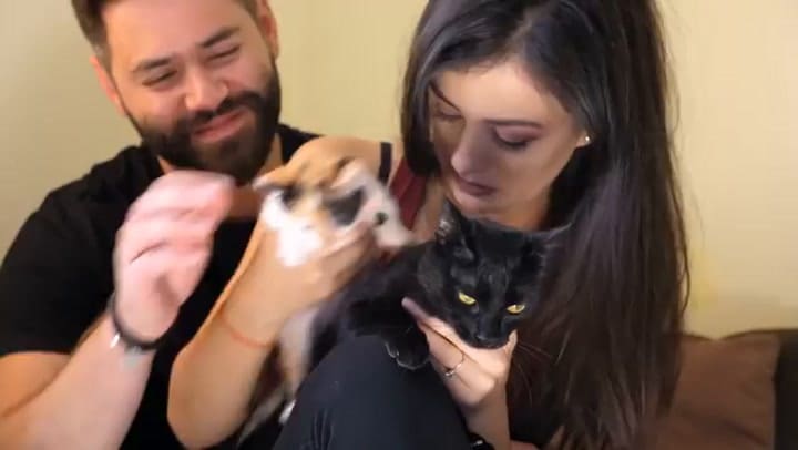 Cómo y por qué los gatos eligen a las personas