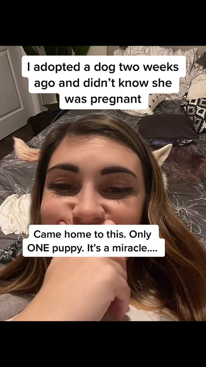 Una mujer adoptó a una perra y no sabía que estaba embarazada