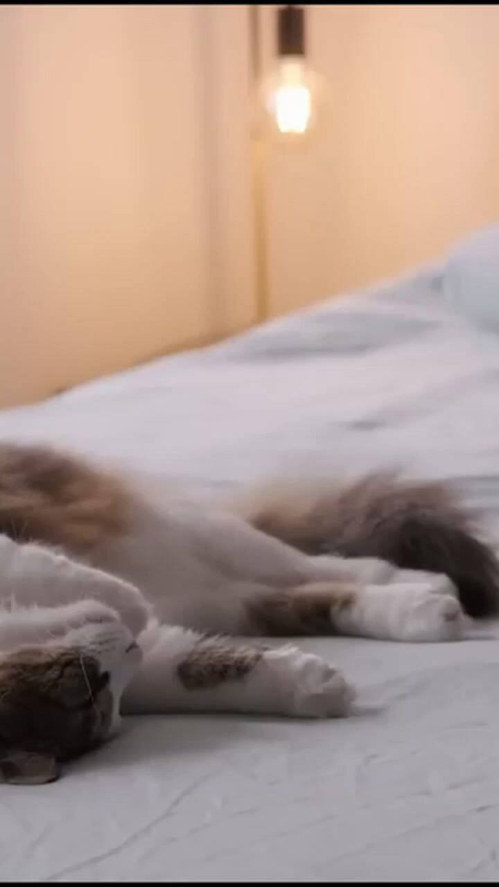 Un especialista respondió cuántas horas duerme un gato