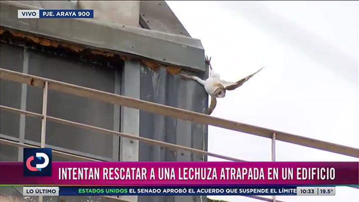 El emotivo rescate de un buho en Rosario