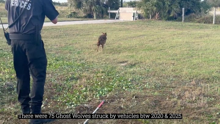 Así se ven los "lobos fantasma" de Galveston