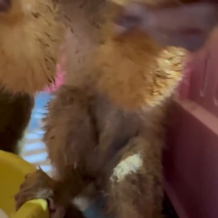 Los cinco monos incautados en un paraje de Salta fueron trasladados a un refugio