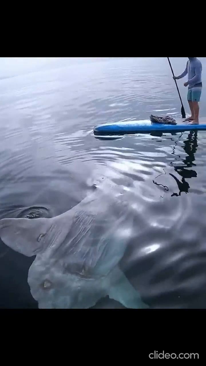 La increíble criatura marina que sorprendió a un surfista en California