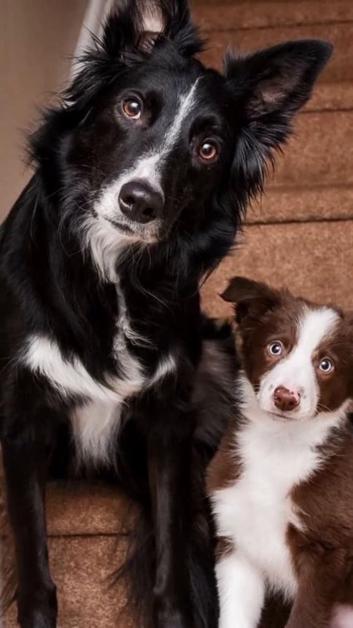 Veterinarios revelaron la verdadera razón por la que los perros suelen quedarse mirando fijos a sus dueños