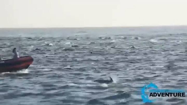 Cientos de delfines nadan juntos en las costas de California