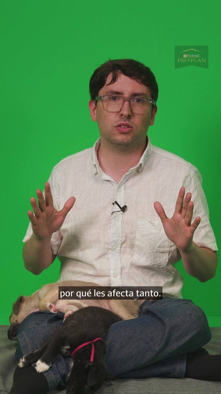 Perros: el miedo a la pirotecnia