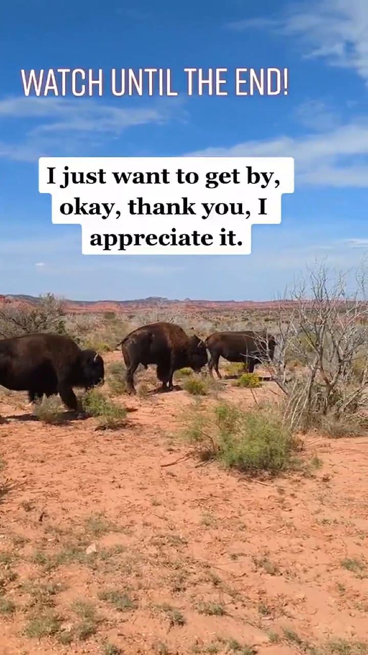 La atacó con bisonte y lo filmó todo