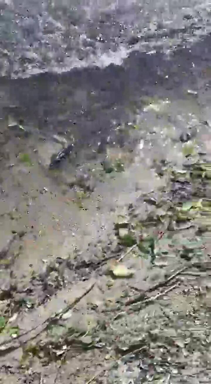 Aparecieron ratas muertas en la costa del Lago Espejo - Fuente: Twitter