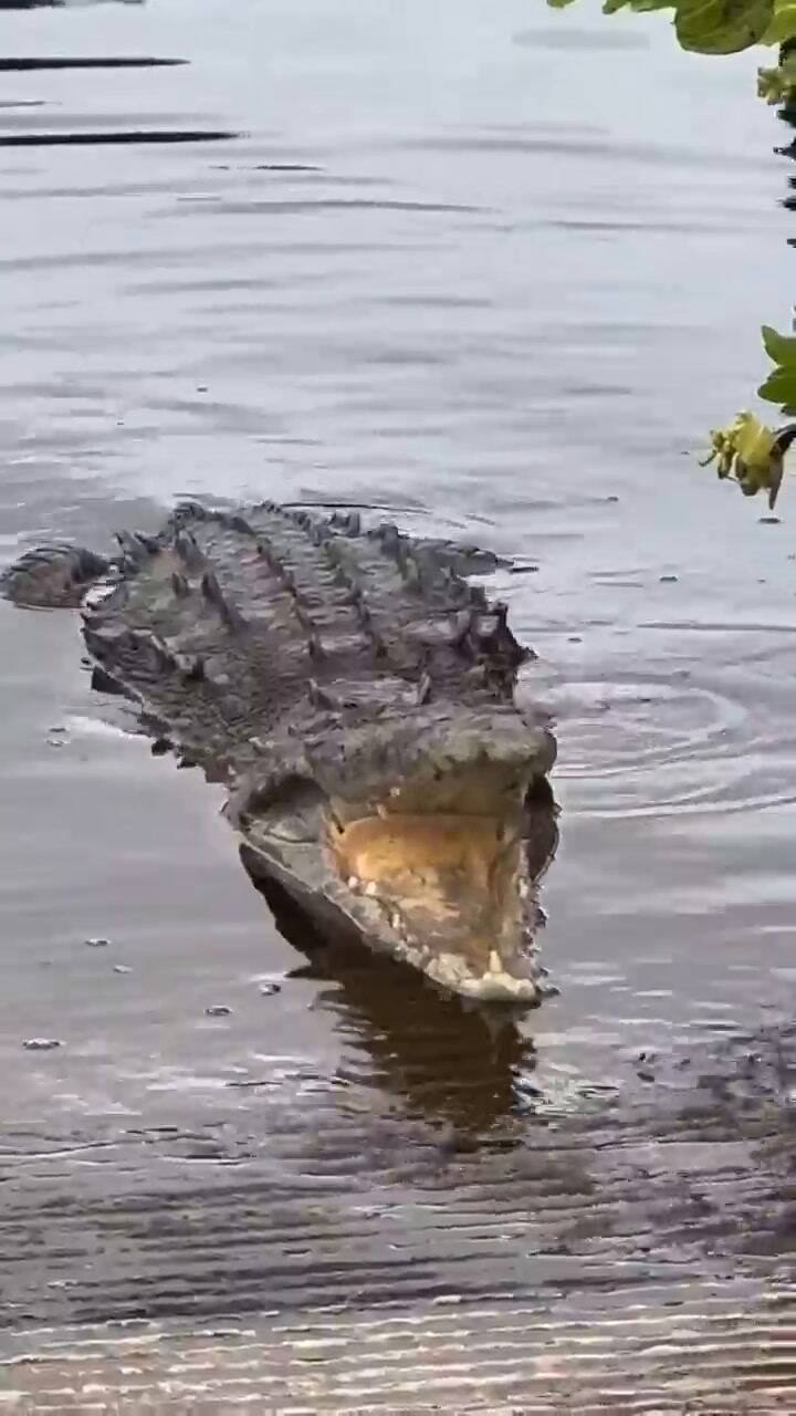 Un cocodrilo es captado 'tosiendo' fuera del agua