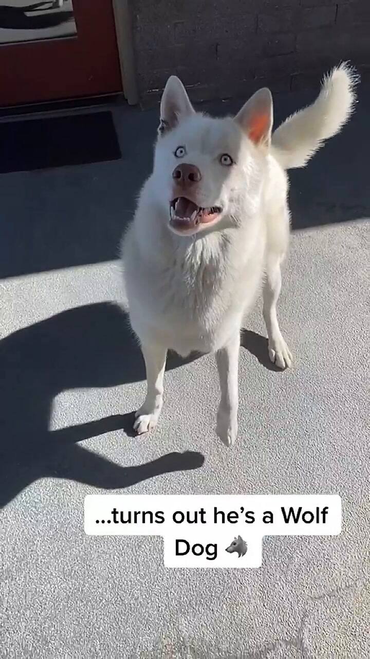 Una mujer se volvió viral por mostrar la evolución de su cachorro a perro lobo
