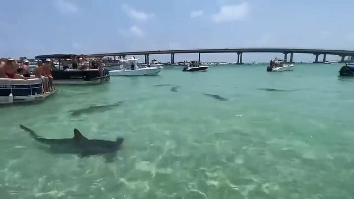 Un banco de tiburones martillo apareció en una concurrida playa de Alabama